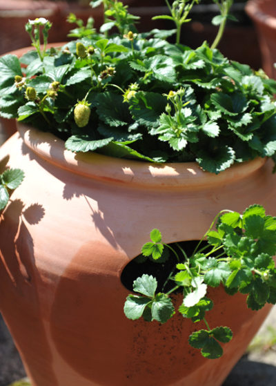 Terracotta Strawberry Pot strawberry pot Terracotta Strawberry Pot strawberry pot